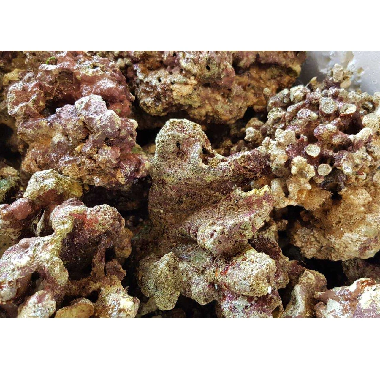 Fiji Levende sten 1 kg